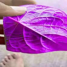 BIG GARDEN - 100 Semillas de Ipomoea Morada (Campanilla Morada), Alta Germinación, Ideal para Crear Jardines Trepadores Románticos - Multicolor - Ver 10