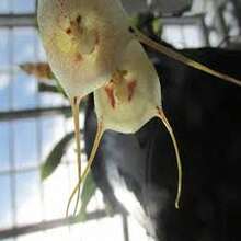 " BIG GARDEN Raras Semillas de Orquídea con Rostro: 100 Unidades de la Asombrosa Cara de Mono, para Jardineros Audaces " - Multicolor - Ver 7