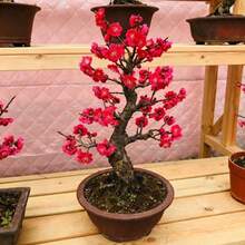 Bonsai - 20粒/粒 - 查看 2