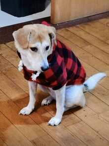 宠物连帽衫一件装，带拉链口袋，适合猫狗，四季皆宜 - 黑與白 - 查看 9