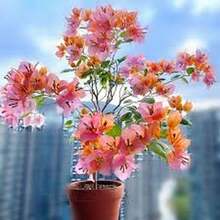 "Semillas de Buganvilla Loto 100 unidades Colores Vibrantes para Jardín y Exteriores Ideal para Decoración y Regalos de Primavera  " - Multicolor - Ver 4