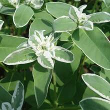 100 Semillas de Euphorbia Marginata - Regalo Perfecto para Amantes de Jardinería | Decoración de Hogar y Jardín, Regalo de Cumpleaños/Navidad | Fácil Cultivo, Resistente a Sequía, Follaje Llamativo | Ideal para Principiantes y Entusiastas de Plantas - Multicolor - Ver 3