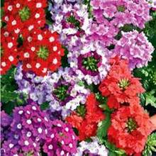Semillas de Verbena Multicolor (100 uds) - Larga Temporada de Floración - Multicolor - Ver 2