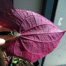 BIG GARDEN - 100 Semillas de Ipomoea Morada (Campanilla Morada), Alta Germinación, Ideal para Crear Jardines Trepadores Románticos - Multicolor - Ver 5