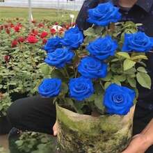 100 Semillas de Rosa "Xundu Arcoíris Americana" (Flor Azul Intenso como Súpernova) - Planta Ornamental Exótica para Decoración de Jardines, Bodas y Eventos de Lujo, Regalo Perfecto para San Valentín, Aniversarios y Fiestas Temáticas, Fácil de Cultivar para Principiantes y Amantes de Plantas Únicas - Multicolor - Ver 1