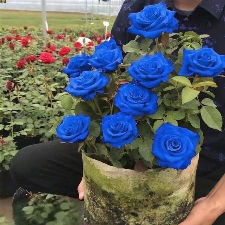 100 Semillas de Rosa "Xundu Arcoíris Americana" (Flor Azul Intenso como Súpernova) - Planta Ornamental Exótica para Decoración de Jardines, Bodas y Eventos de Lujo, Regalo Perfecto para San Valentín, Aniversarios y Fiestas Temáticas, Fácil de Cultivar para Principiantes y Amantes de Plantas Únicas - Multicolor - Ver 1