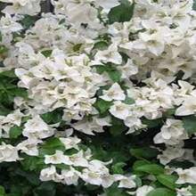 "Semillas de Buganvilla Blanca Nieve 100 unidades Ideal para Jardinería Decorativa y Regalos de Primavera de Fácil Cuidado y Floración Abundante  " - Multicolor - Ver 10