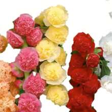 100 Semillas de Alcea Rosea Doble Multicolor (Malva Real) - Planta Ornamental de Flores Grandes y Frondosas, Ideal para Jardines, Eventos y Regalos de Día de la Madre, San Valentín y Aniversarios, Fácil de Cultivar para Principiantes - Multicolor - Ver 3