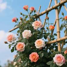 90pcs Rose Seeds Flower Seeds Courtyard Shady Area Seeds for Indoor Planting Mild Fragrance Expanded Leaves Suitable for Home Decoration Gardening Landscape