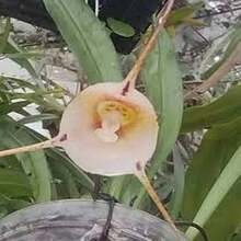 " BIG GARDEN Raras Semillas de Orquídea con Rostro: 100 Unidades de la Asombrosa Cara de Mono, para Jardineros Audaces " - Multicolor - Ver 10