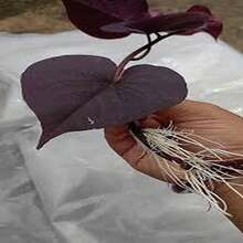 BIG GARDEN - 100 Semillas de Ipomoea Morada (Campanilla Morada), Alta Germinación, Ideal para Crear Jardines Trepadores Románticos - Multicolor - Ver 6