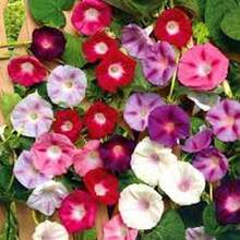 100 Semillas de Campanilla - Regalo Perfecto para Jardineros, Día de la Madre, Navidad. Ideal para Balcones, Jardines y Decoración Hogareña. Fácil Cultivo, Flores Coloridas y Aromáticas. ¡Planta y Disfruta de la Naturaleza! - Multicolor - Ver 10