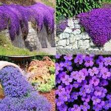 100 Semillas de Tomillo Violeta Hielo, Aroma Fresco, Flores de Tono Violeta Claro - Multicolor - Ver 5