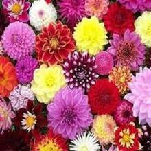 BIG GARDEN: set de 4 variedades de dalia (50 semillas cada una, 200 semillas mixtas), cultivo floral variado, ideal para jardines coloridos durante la temporada. - Multicolor - Ver 3