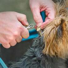 Carlson Pet Products - Cochecito para mascotas, incluye rueda delantera giratoria de 360 grados, paraguas y toldo de malla, , Negro(Negro) - Tipo 1 - Ver 6