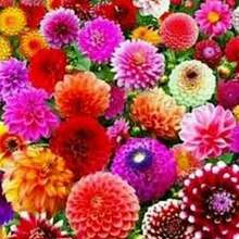 BIG GARDEN: set de 4 variedades de dalia (50 semillas cada una, 200 semillas mixtas), cultivo floral variado, ideal para jardines coloridos durante la temporada. - Multicolor - Ver 9