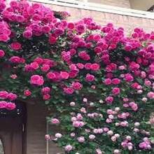 BIG GARDEN: Semillas de Rosa Trepadora Rosa Fucsia - 50 Semillas, Flor Rosa Intenso con Fragancia, Crecimiento Vigoroso, Perfecta para Jardines y Decoración Vertical - Multicolor - Ver 2