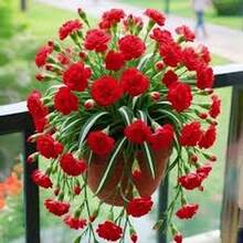 BIG GARDEN: Semillas de Lirio Colgante Multicolor - 115 Semillas, Floración Variada, Ideal para Macetas Colgantes y Decoración de Interiores - Rojo - Ver 3