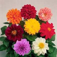 BIG GARDEN: set de 4 variedades de dalia (50 semillas cada una, 200 semillas mixtas), cultivo floral variado, ideal para jardines coloridos durante la temporada. - Multicolor - Ver 7