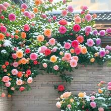 BIG GARDEN: Semillas de Rosa Trepadora Multicolor - 50 Semillas, Floración Abundante y Colorida, Ideal para Decorar Espacios Verticales - Multicolor - Ver 8