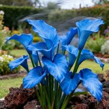 Live Plants - 100 piezas/semilla - Ver 1