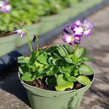 Gaura 'Mariposa Púrpura' - 100 Semillas - Misterio y Espiritualidad - Multicolor - Ver 7