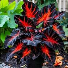 100 Easy-To-Grow Elephant Ear Bean Seeds For Strong, Hardy Perennials For Stunning Gardens And Beautiful Outdoor Flowers - Biến thể 1 - Xem 1