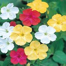 BIG GARDEN: Semillas de Mirabilis - 100 Semillas, Colores Variados, Resistente a Climas Calurosos, Planta Decorativa con Floración Vespertina - Multicolor - Ver 7