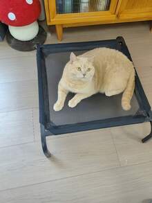 1 Dog And Cat Camp Bed Is Universal In All Seasons, Breathing Cloud Bed, Pet Mat, Pet Nest, Comfortable And Soft Ventilation Mesh, Moisture-Proof, Faster Drying, Giving Pets The Most Solid Support, Large Dog And Small Dog Sleeping Mat, Which Can Be Directly Washed, Pet Bed, Cat Bed, Pet Supplies, Pet Accessories, Pet Necessities.