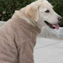 1 件多功能仿麂皮保暖宠物衣服，适合贵宾犬、泰迪犬等小型犬，秋冬 - 咖啡棕 - 查看 2