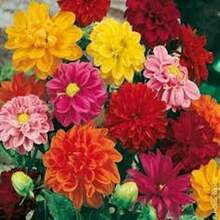 BIG GARDEN: set de 4 variedades de dalia (50 semillas cada una, 200 semillas mixtas), cultivo floral variado, ideal para jardines coloridos durante la temporada. - Multicolor - Ver 5