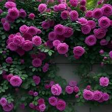 BIG GARDEN: Semillas de Rosa Trepadora Rosa Fucsia - 50 Semillas, Flor Rosa Intenso con Fragancia, Crecimiento Vigoroso, Perfecta para Jardines y Decoración Vertical - Multicolor - Ver 1