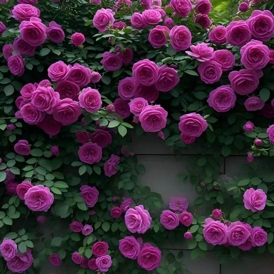 BIG GARDEN: Semillas de Rosa Trepadora Rosa Fucsia - 50 Semillas, Flor Rosa Intenso con Fragancia, Crecimiento Vigoroso, Perfecta para Jardines y Decoración Vertical - Multicolor - Ver 1