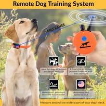 Pet Basic Dog Collars - Type6 - View 4
