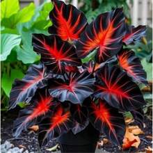 100 Easy-To-Grow Elephant Ear Bean Seeds For Strong, Hardy Perennials For Stunning Gardens And Beautiful Outdoor Flowers - Biến thể 1 - Xem 5