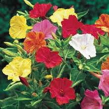 BIG GARDEN: Semillas de Mirabilis - 100 Semillas, Colores Variados, Resistente a Climas Calurosos, Planta Decorativa con Floración Vespertina - Multicolor - Ver 4
