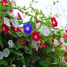 100 Semillas de Campanilla - Regalo Perfecto para Jardineros, Día de la Madre, Navidad. Ideal para Balcones, Jardines y Decoración Hogareña. Fácil Cultivo, Flores Coloridas y Aromáticas. ¡Planta y Disfruta de la Naturaleza! - Multicolor - Ver 7