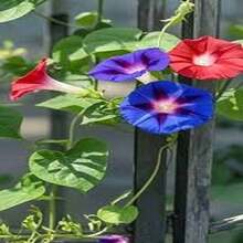 100 Semillas de Campanilla - Regalo Perfecto para Jardineros, Día de la Madre, Navidad. Ideal para Balcones, Jardines y Decoración Hogareña. Fácil Cultivo, Flores Coloridas y Aromáticas. ¡Planta y Disfruta de la Naturaleza! - Multicolor - Ver 9