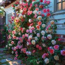 BIG GARDEN: Semillas de Rosa Trepadora Multicolor - 50 Semillas, Floración Abundante y Colorida, Ideal para Decorar Espacios Verticales - Multicolor - Ver 2