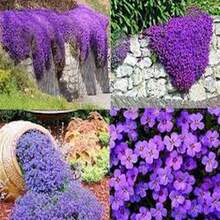 100 Semillas de Tomillo Violeta Hielo, Aroma Fresco, Flores de Tono Violeta Claro - Multicolor - Ver 4