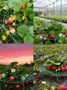 10 PCS Strawberry Plant Support Holder Plastic Strawberry Cradle Lifter For Garden Raised Bed & Container(11.8*11.8*3.9in) - 綠色-30*30*10cm - 查看 3