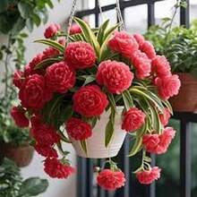 BIG GARDEN: Semillas de Lirio Colgante Multicolor - 115 Semillas, Floración Variada, Ideal para Macetas Colgantes y Decoración de Interiores - Rojo - Ver 9