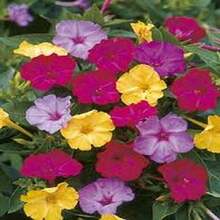 BIG GARDEN: Semillas de Mirabilis - 100 Semillas, Colores Variados, Resistente a Climas Calurosos, Planta Decorativa con Floración Vespertina - Multicolor - Ver 8