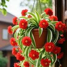 BIG GARDEN: Semillas de Lirio Colgante Multicolor - 115 Semillas, Floración Variada, Ideal para Macetas Colgantes y Decoración de Interiores - Rojo - Ver 6