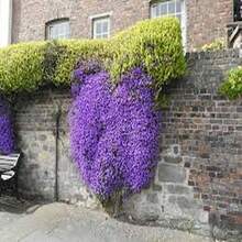 100 Semillas de Tomillo Violeta Hielo, Aroma Fresco, Flores de Tono Violeta Claro - Multicolor - Ver 10