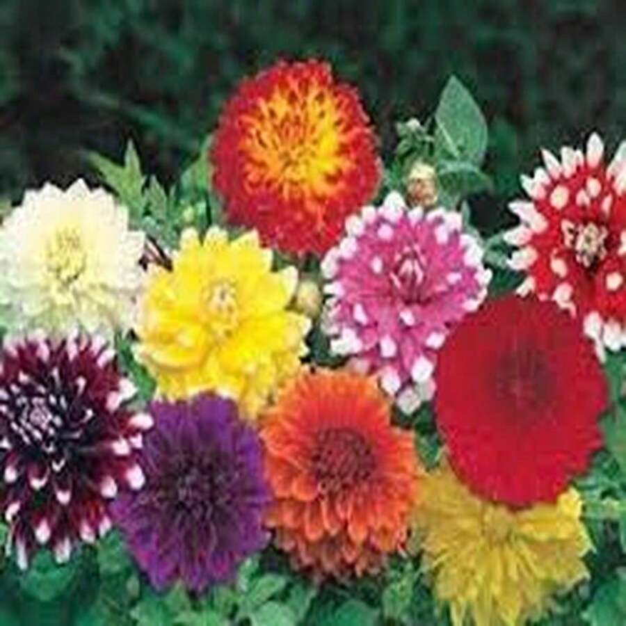 BIG GARDEN: set de 4 variedades de dalia (50 semillas cada una, 200 semillas mixtas), cultivo floral variado, ideal para jardines coloridos durante la temporada. - Multicolor - Ver 1