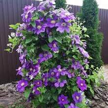 ¡Regalo perfecto para el Día de la Madre! 100 semillas de Clemátide 'Love Show', fáciles de cultivar y florecer. Ideal para macetas de balcón o jardín. Bricolaje de jardinería creativa, decora el hogar y disfruta de la plantación. ¡Regalo único para mayores, amigos y amantes de la jardinería, contempla la vida florecer! - Multicolor - Ver 4