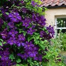 ¡Regalo perfecto para el Día de la Madre! 100 semillas de Clemátide 'Love Show', fáciles de cultivar y florecer. Ideal para macetas de balcón o jardín. Bricolaje de jardinería creativa, decora el hogar y disfruta de la plantación. ¡Regalo único para mayores, amigos y amantes de la jardinería, contempla la vida florecer! - Multicolor - Ver 10