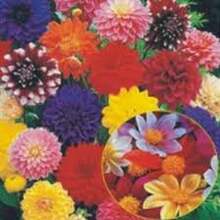 BIG GARDEN: set de 4 variedades de dalia (50 semillas cada una, 200 semillas mixtas), cultivo floral variado, ideal para jardines coloridos durante la temporada. - Multicolor - Ver 2