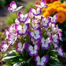 Gaura 'Mariposa Púrpura' - 100 Semillas - Misterio y Espiritualidad - Multicolor - Ver 1